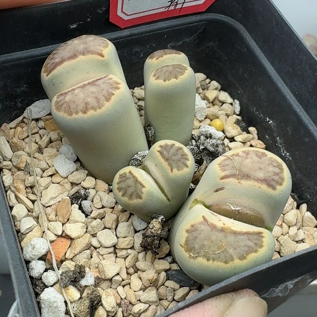 女***烟哈哈哈哈哈哈哈哈哈