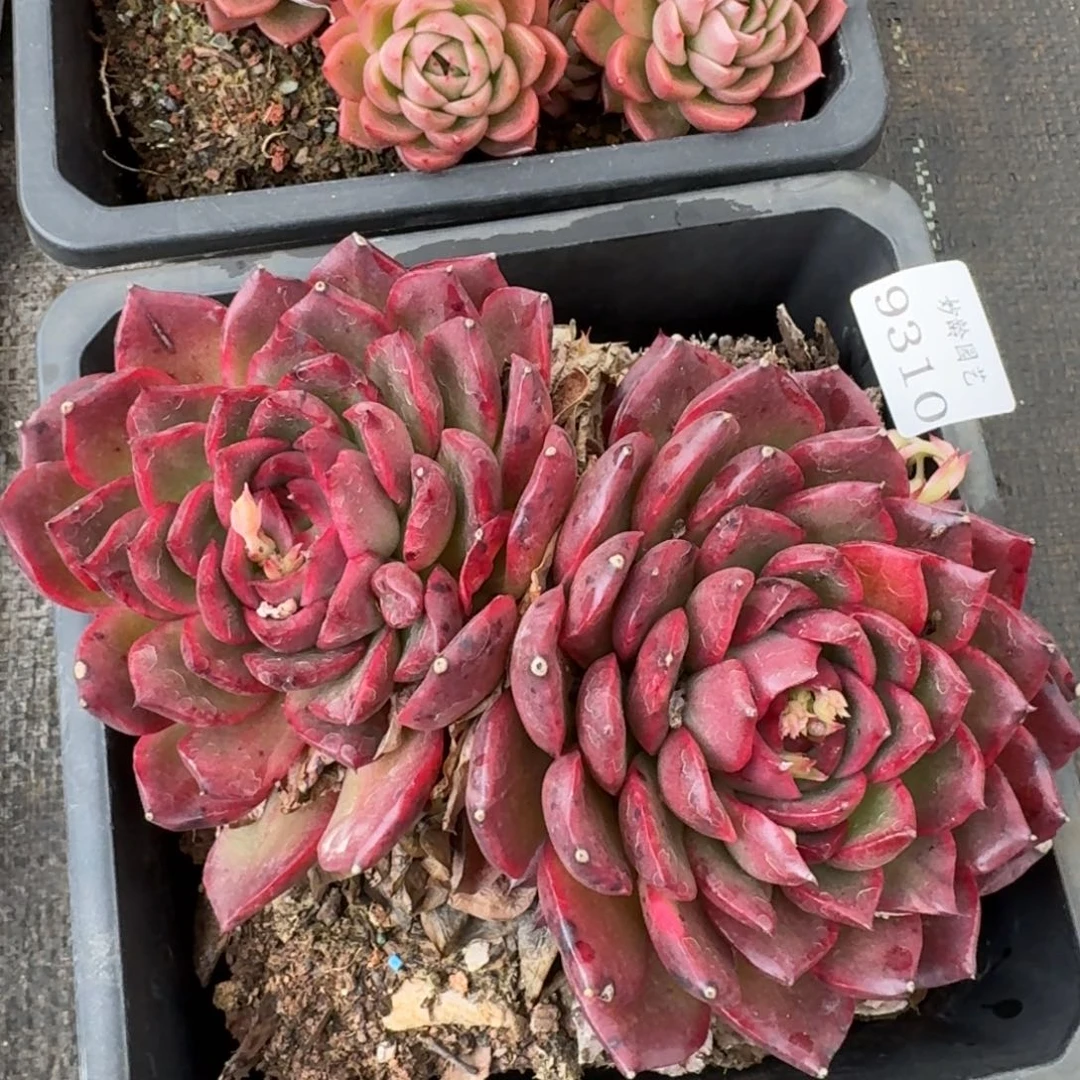 9310新年快乐发发发