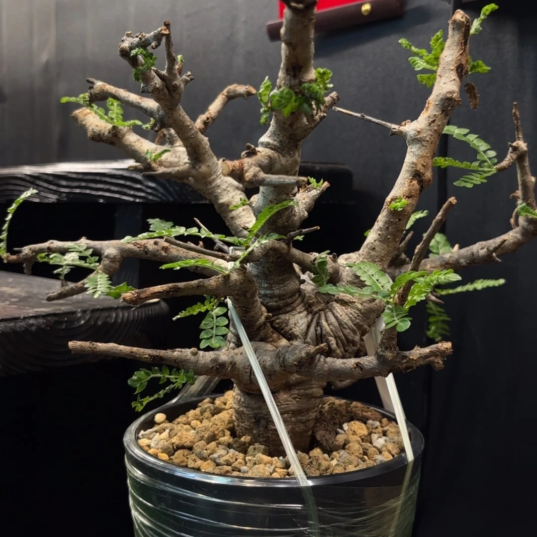 尼勒达乳香建议寄养