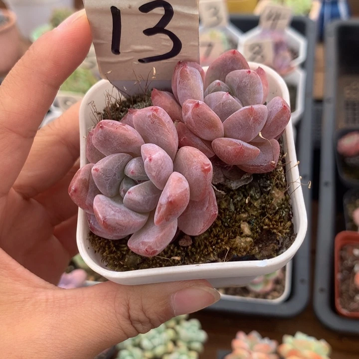 精控星影杂双头多肉