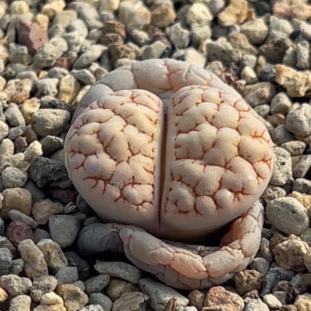 8051红纹凹凸蛙哥189一颗