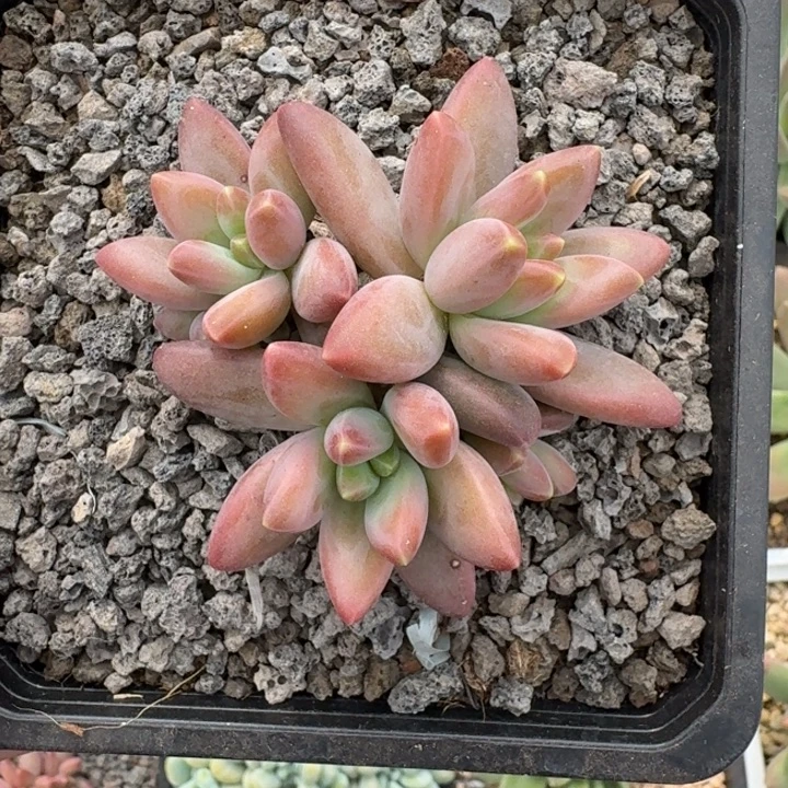 美人杂交 一物一拍