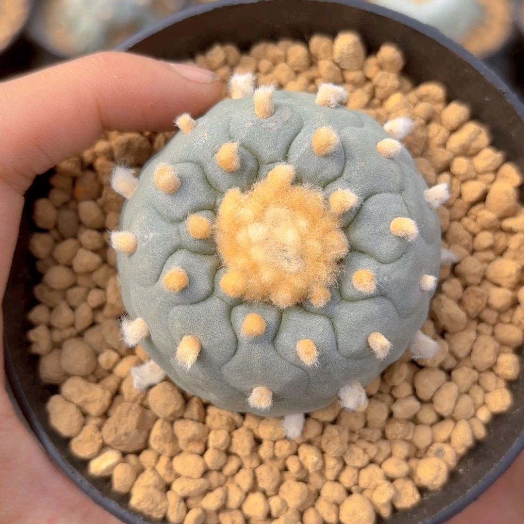 G644g g g g g g g g g