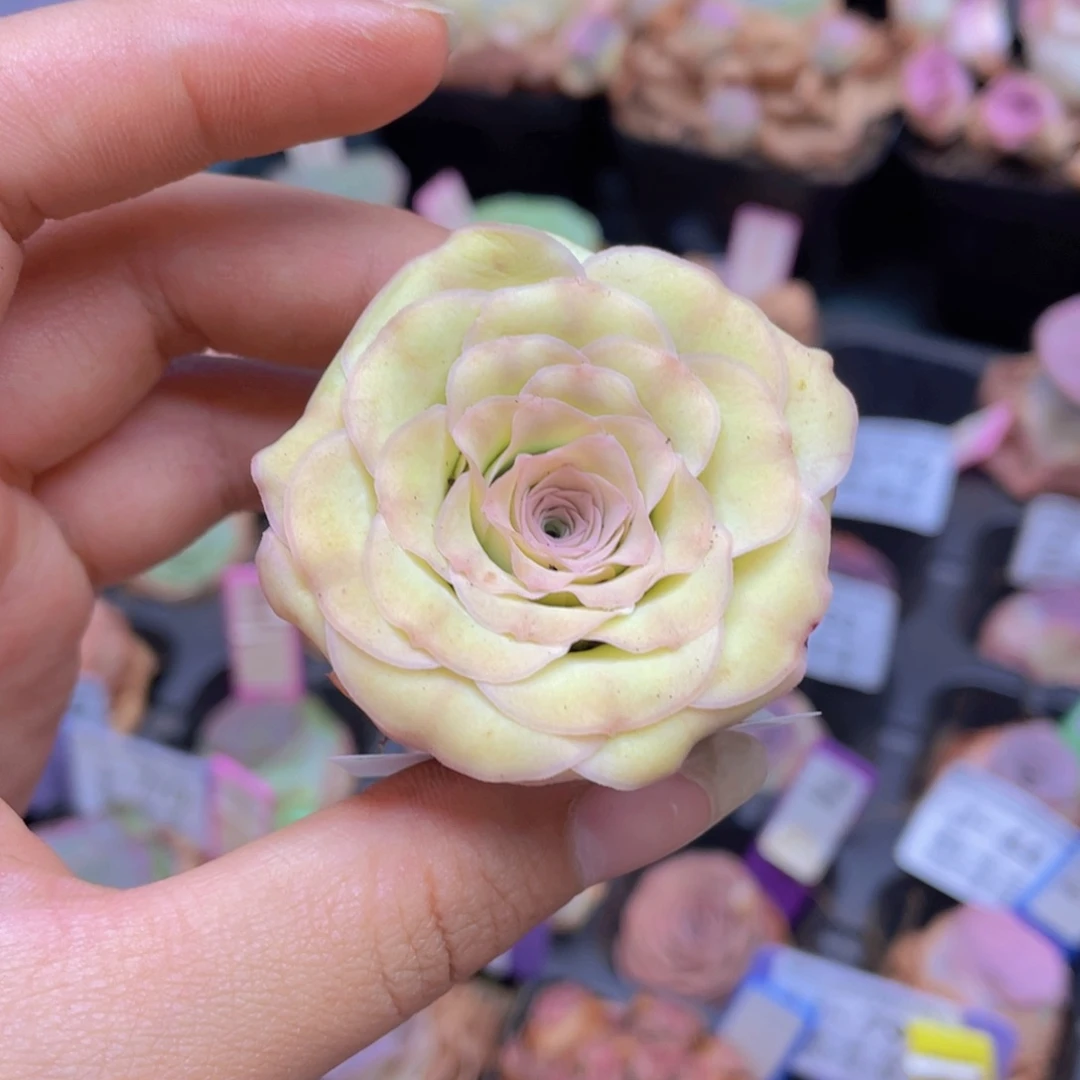 曼*山地玫瑰玥康妲J118