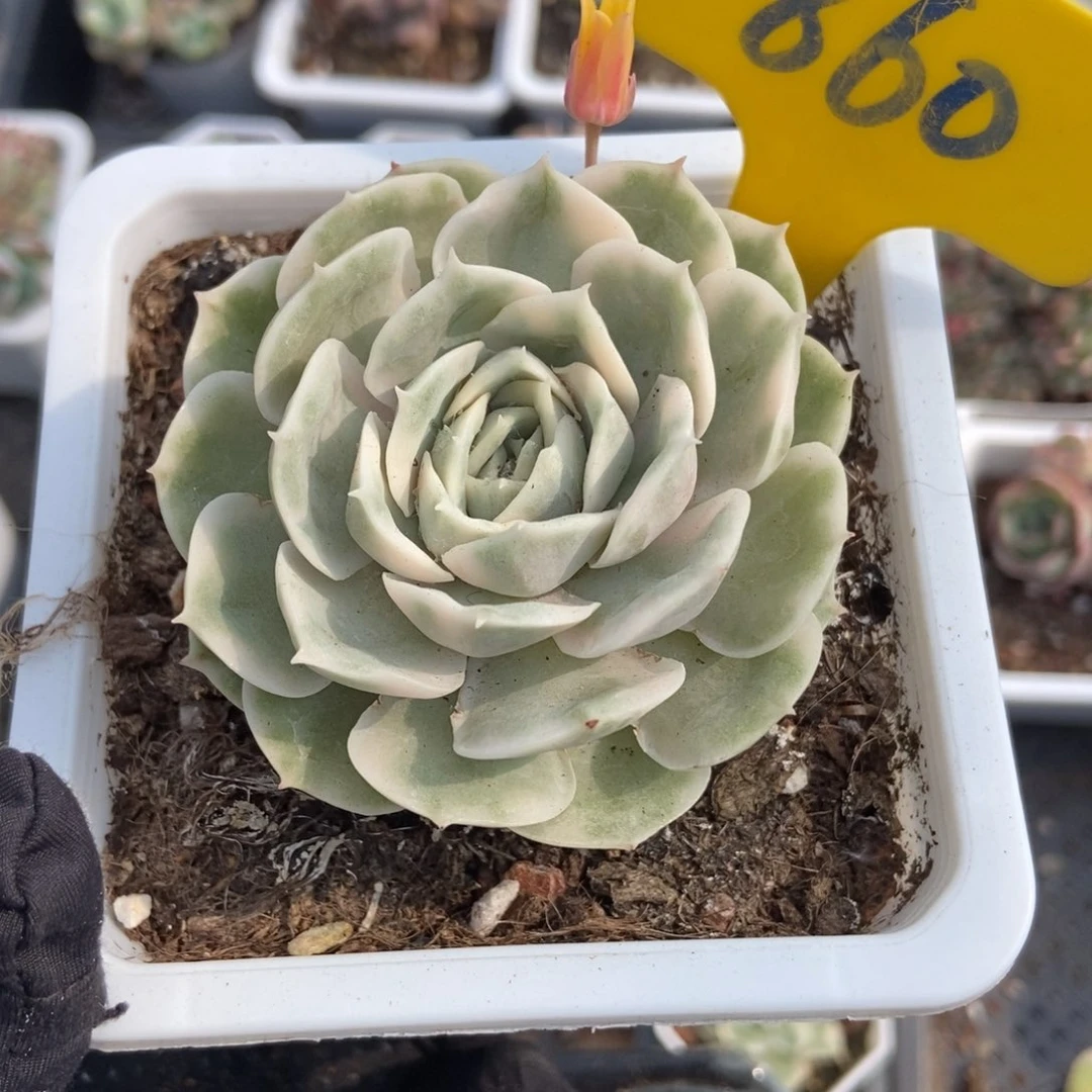 860昂斯诺锦多肉植物保护