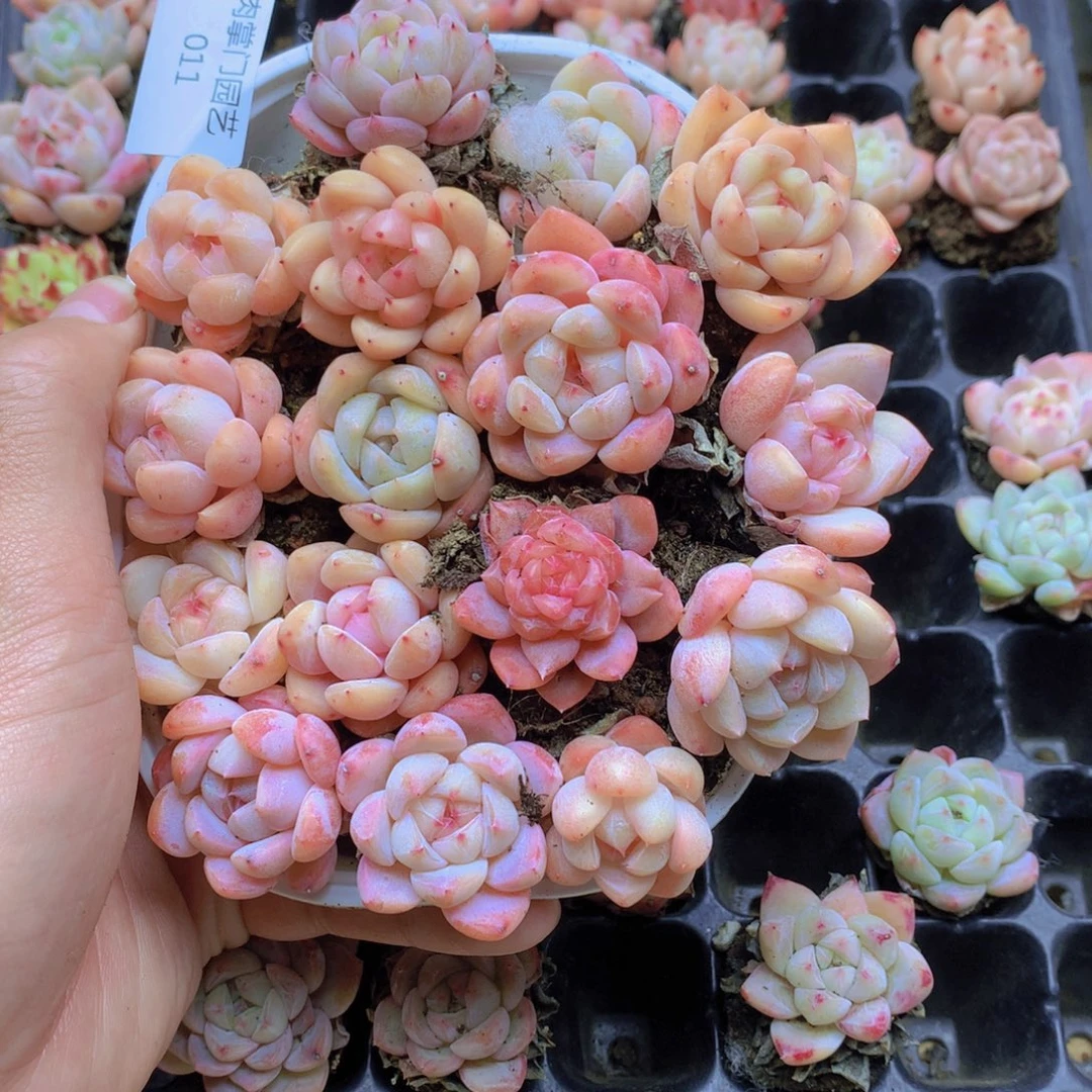 我要去看你了啊011