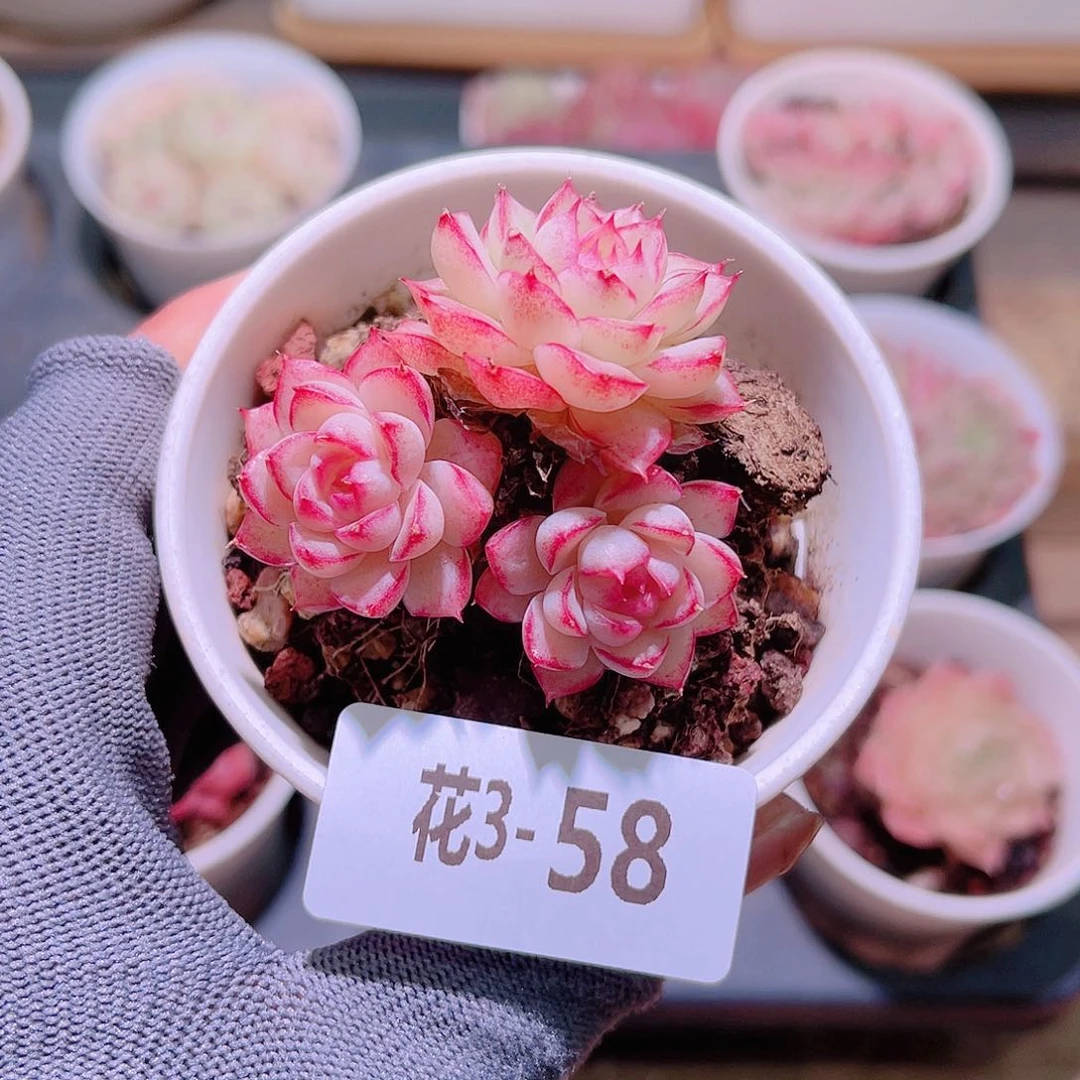 花03-58女王三头