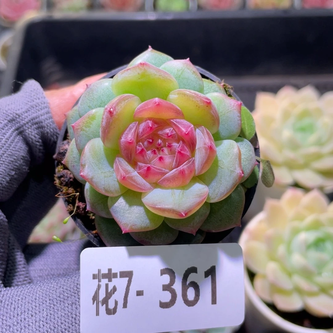 花利美7-361粉桃小莲团