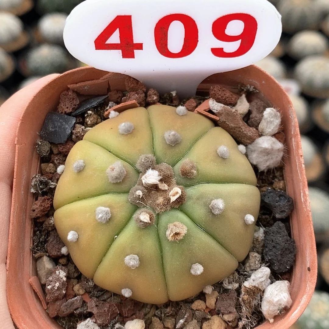 409黄体兜系列产品
