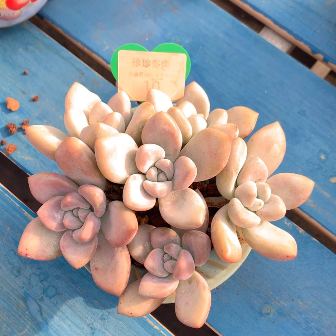 丸叶奥普无砍平头捧花10