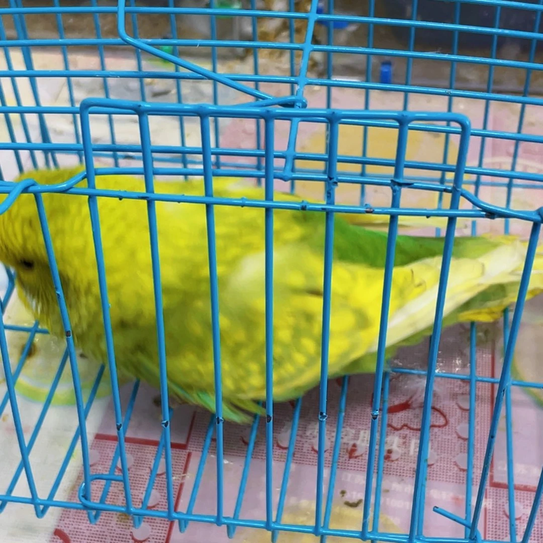 虎皮鹦鹉风****1Indefinite