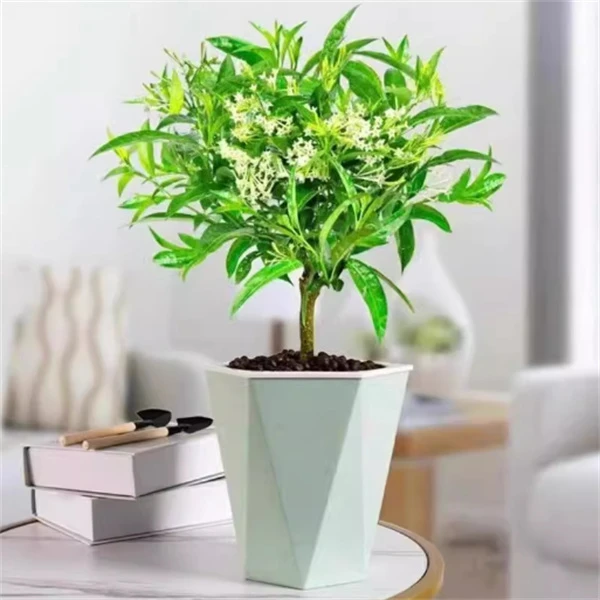 棒棒糖 夜来香 盆栽浓香型花卉夜来香树苗夏季秋季开花植物易成活