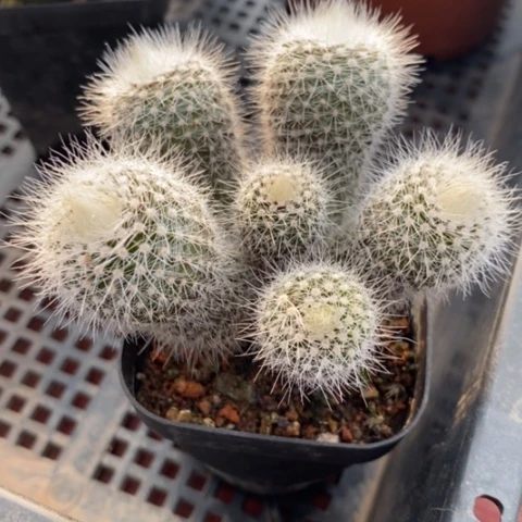 白小丁群7仙人球