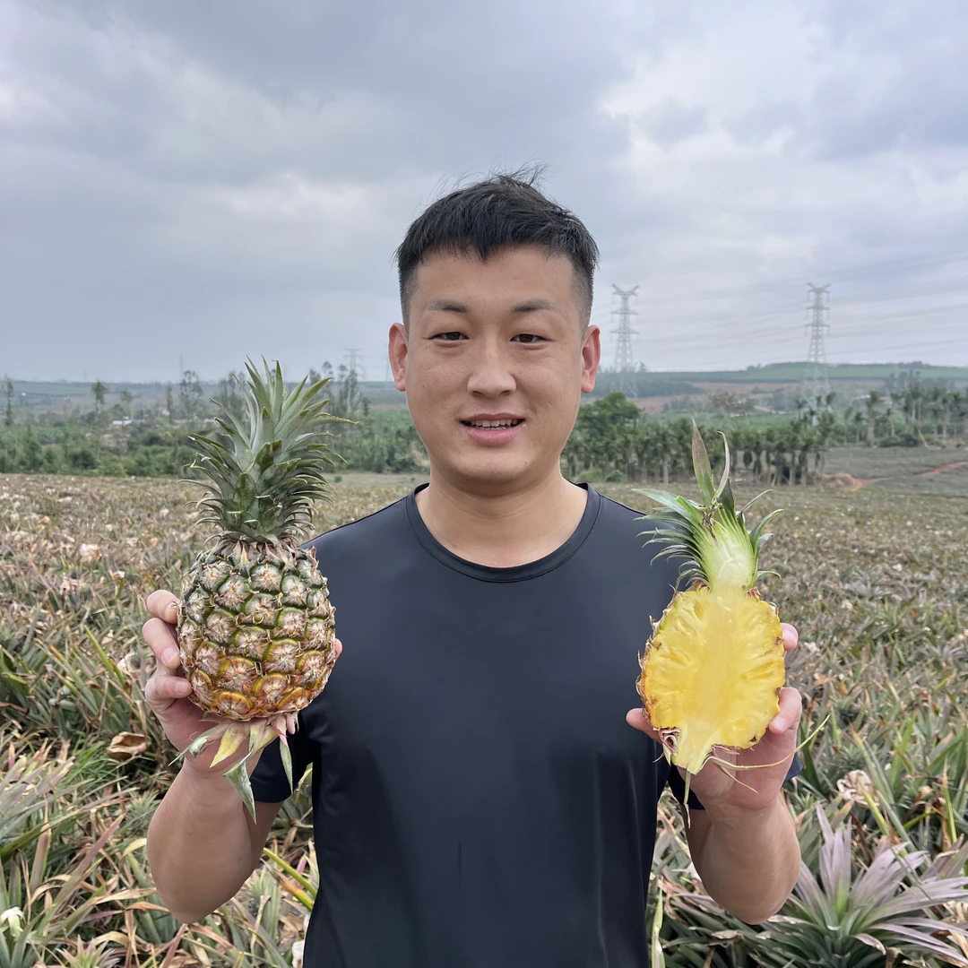 正宗海南金钻凤梨现摘现发热带水果彩箱包装当季水果