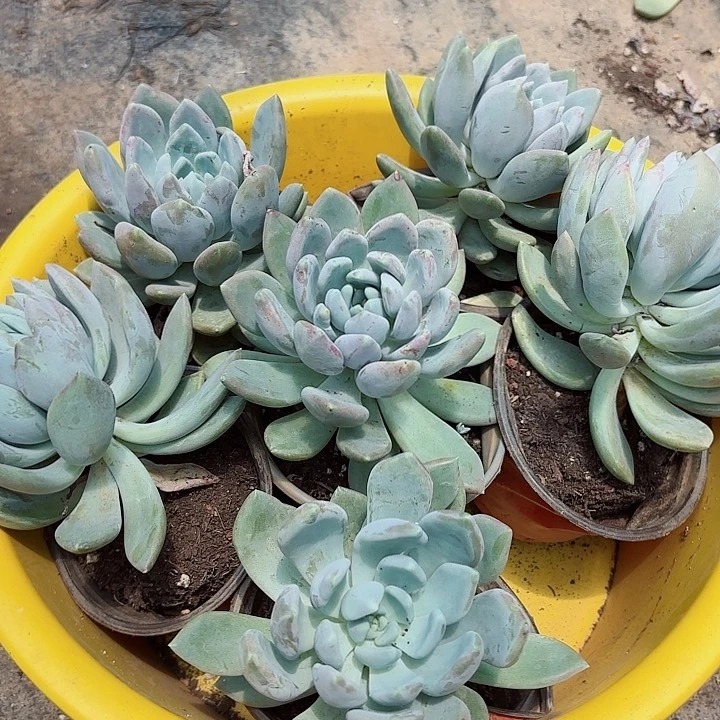 呵***呵胖美人单头拍一发六多肉