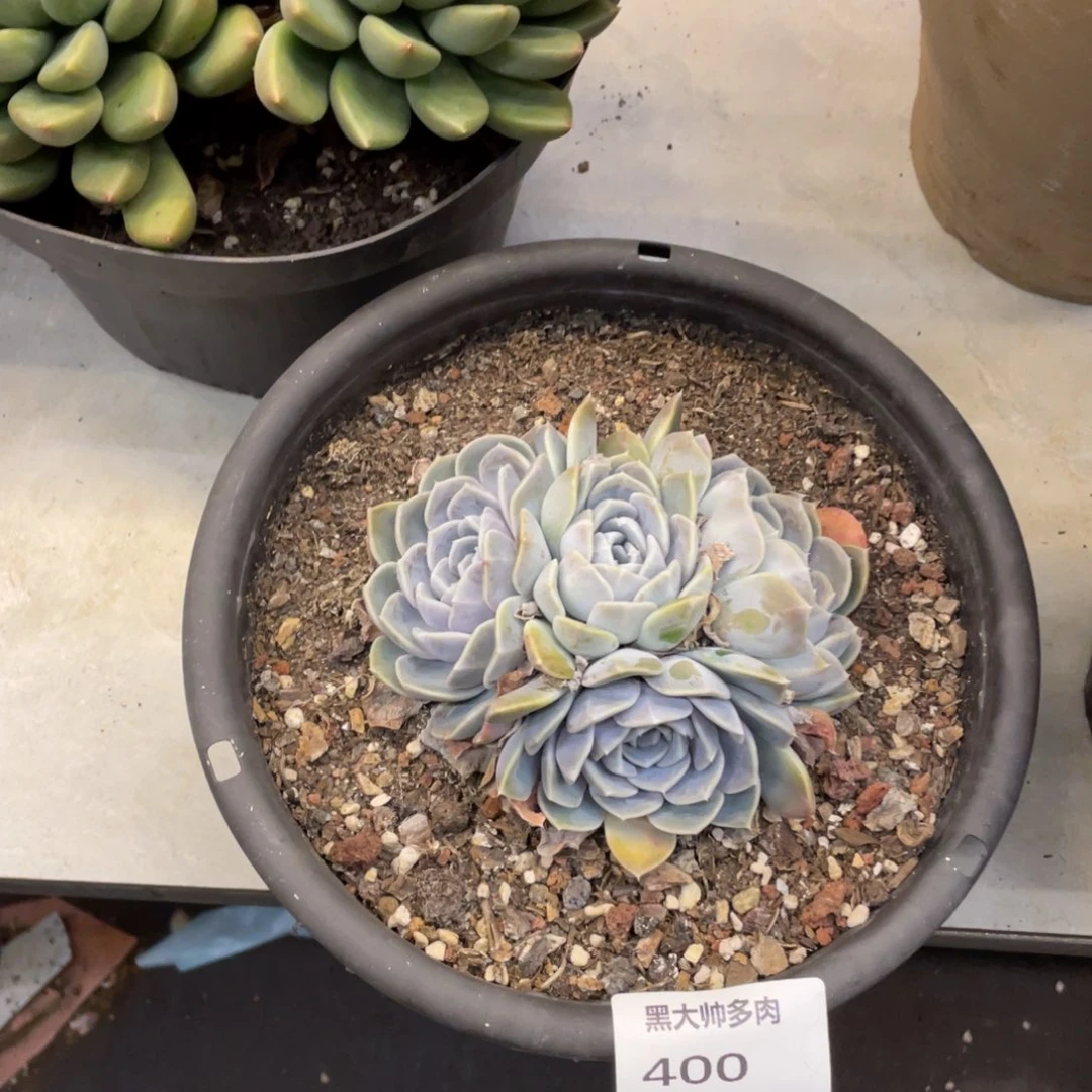 黑大帅多肉400汉堡