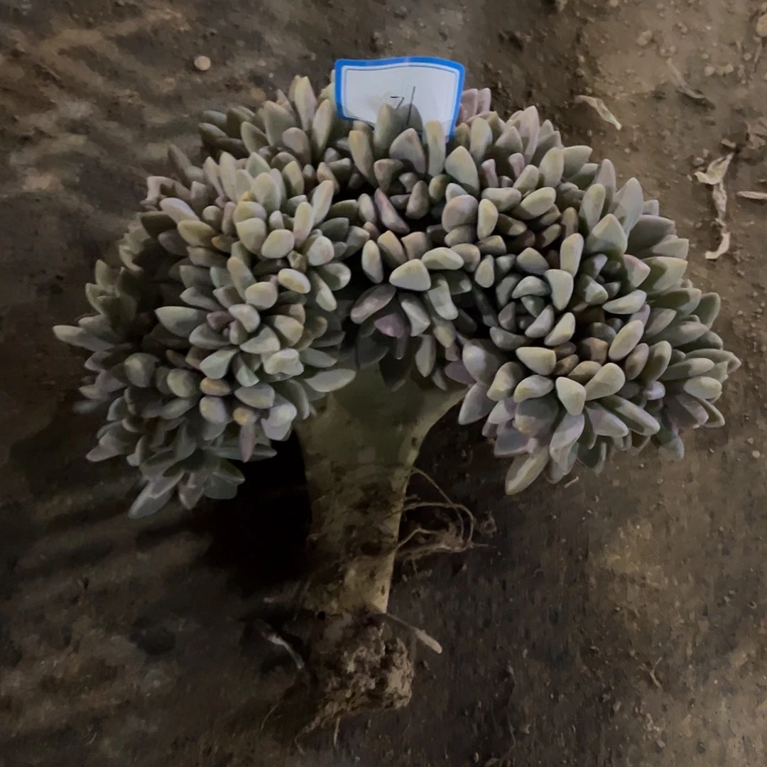 苹***果71号淡雪缀缀化一物一拍