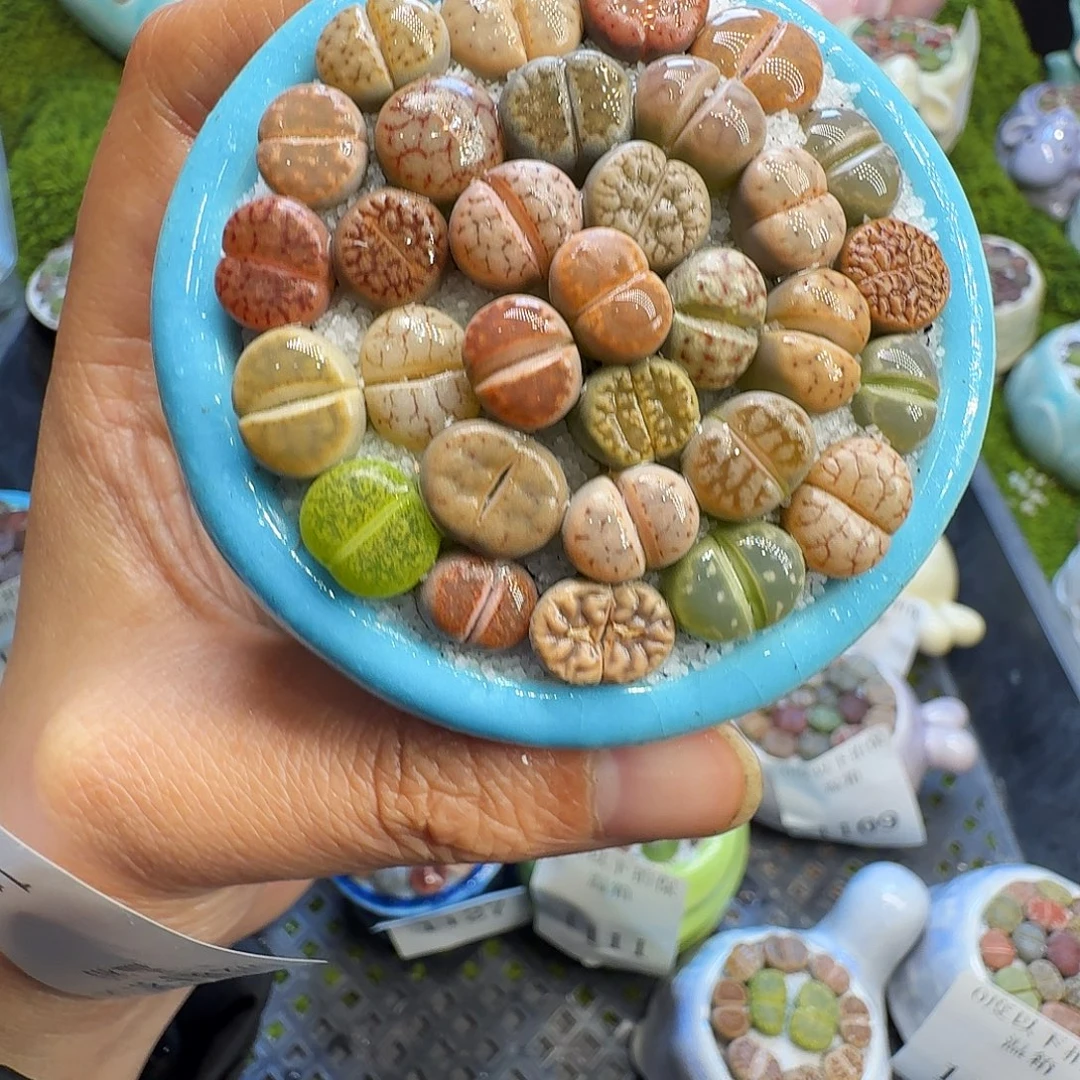 多肉植物福利冲1128