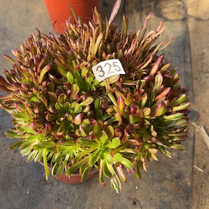 用****1法师锦缀化红珊瑚缀福袋