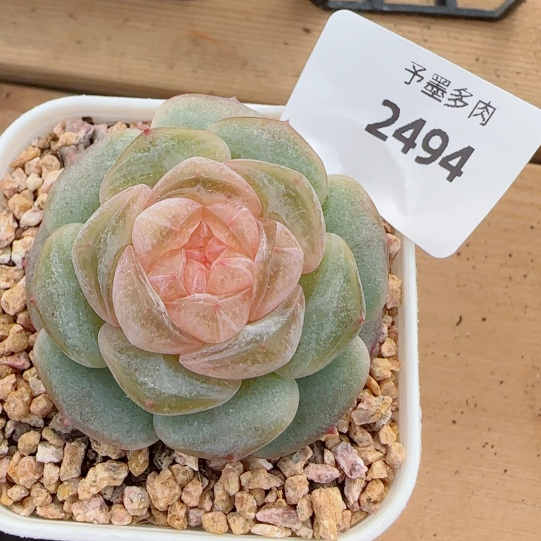 奶油黄桃，2494多肉植物