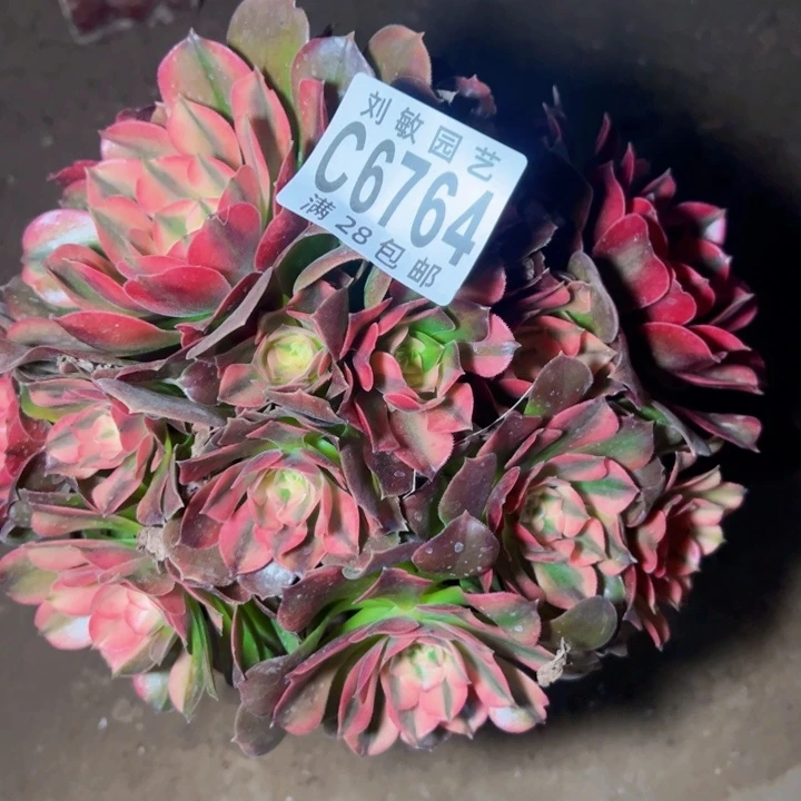 香妃多肉植物法师6764