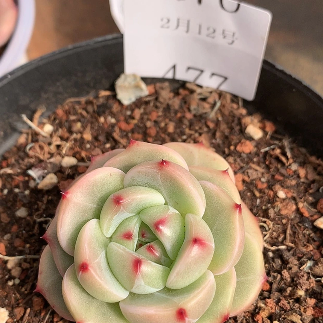 【闪购商品】云477号