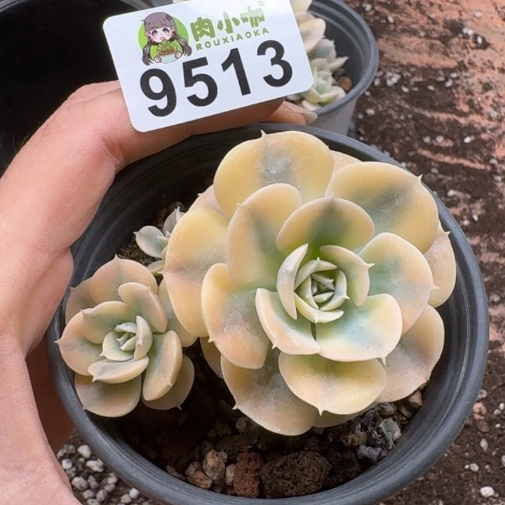 当前无花朵，栽培后可花朵多肉植物多肉植物