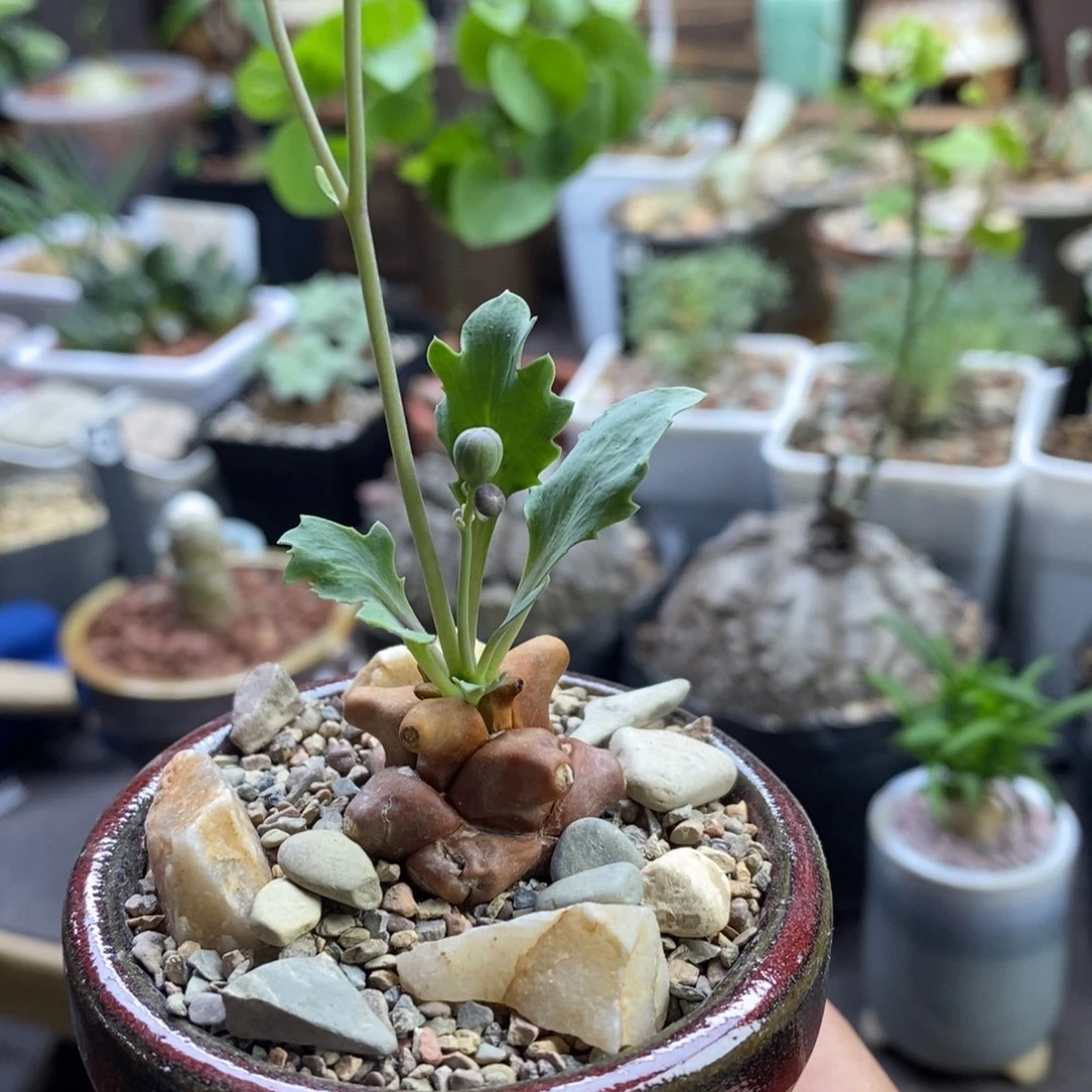 不****蛮鬼塔带盆一物一拍