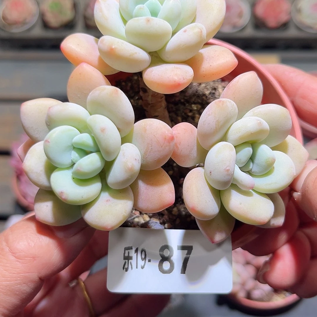 木乐19-87洛神群