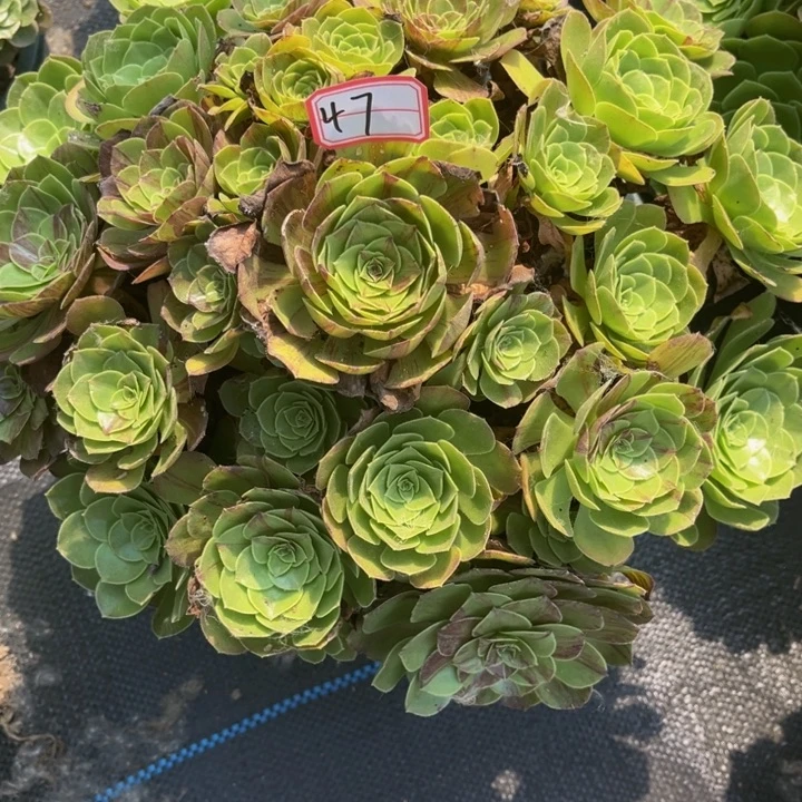 47花月夜多肉植物法师