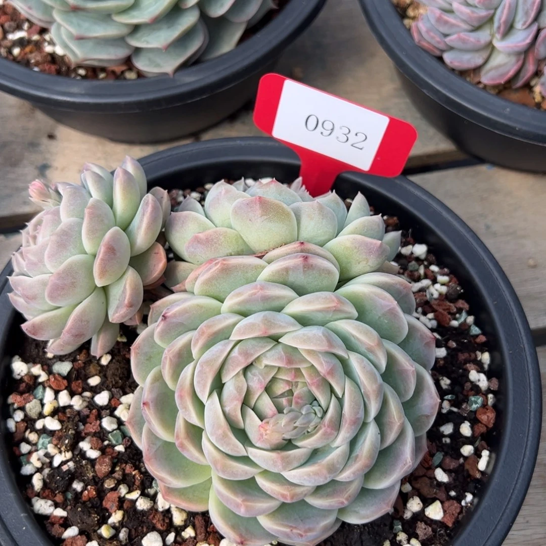 Z****霞0932多肉多多多多多