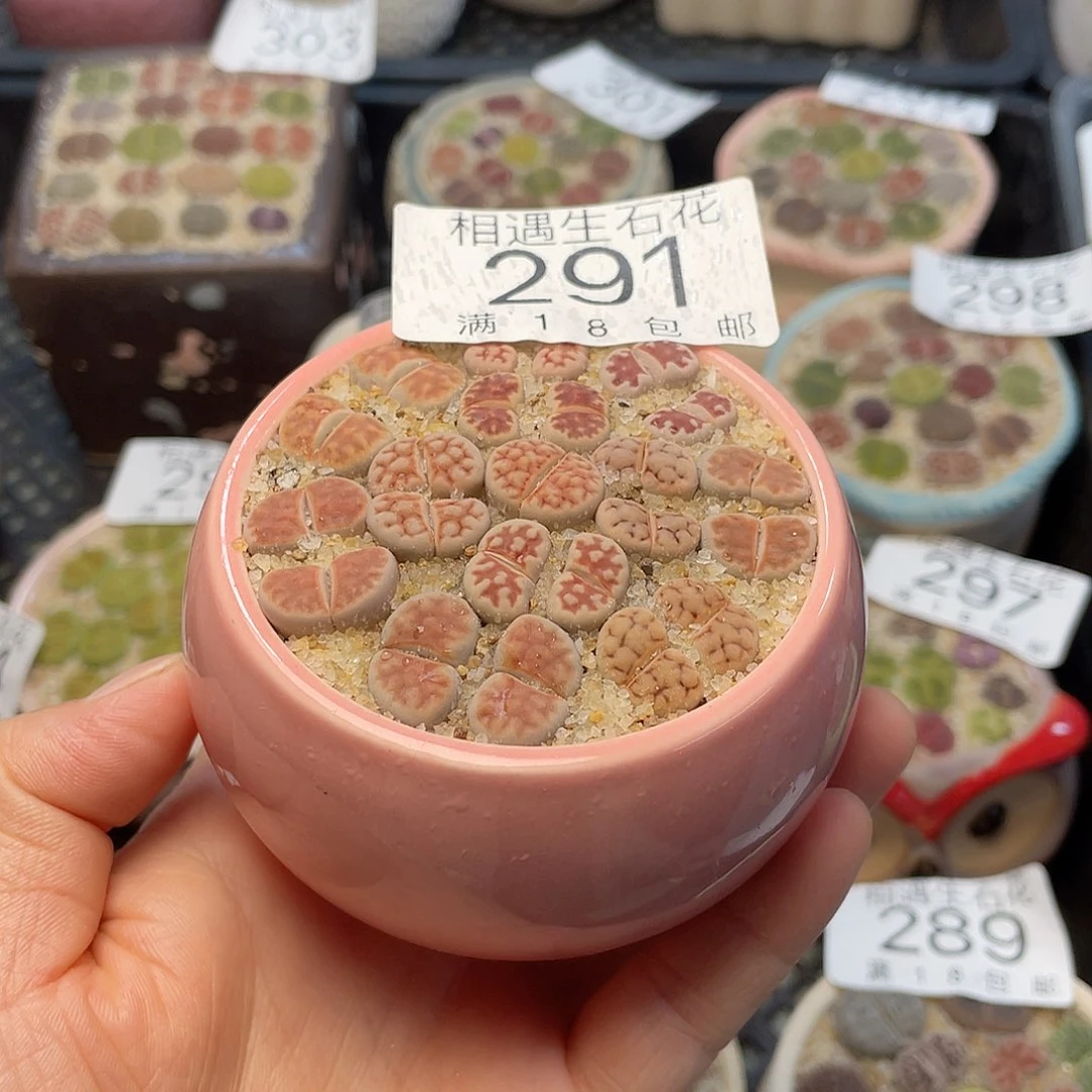 相遇开播福利291