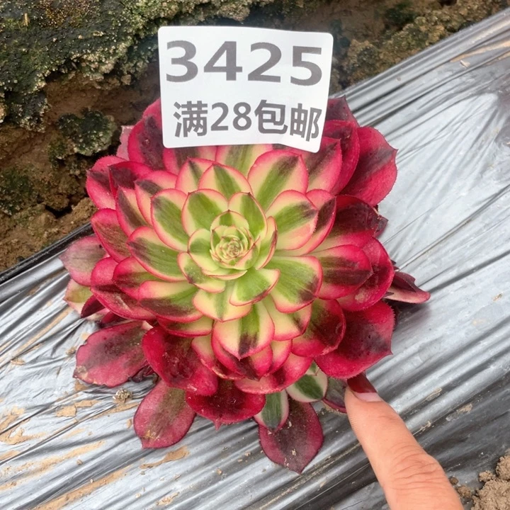 3425一号棚荔枝紅J
