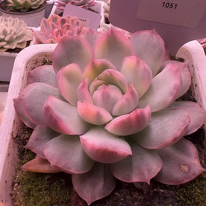 1051号草莓蛋糕锦多肉
