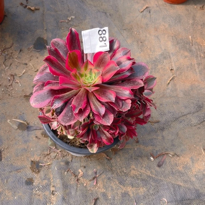 多肉黑金蛇毒美杜莎法师881