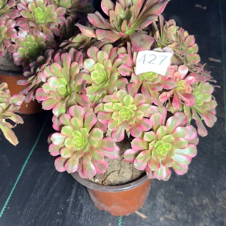 舞天姬法师一颗，427