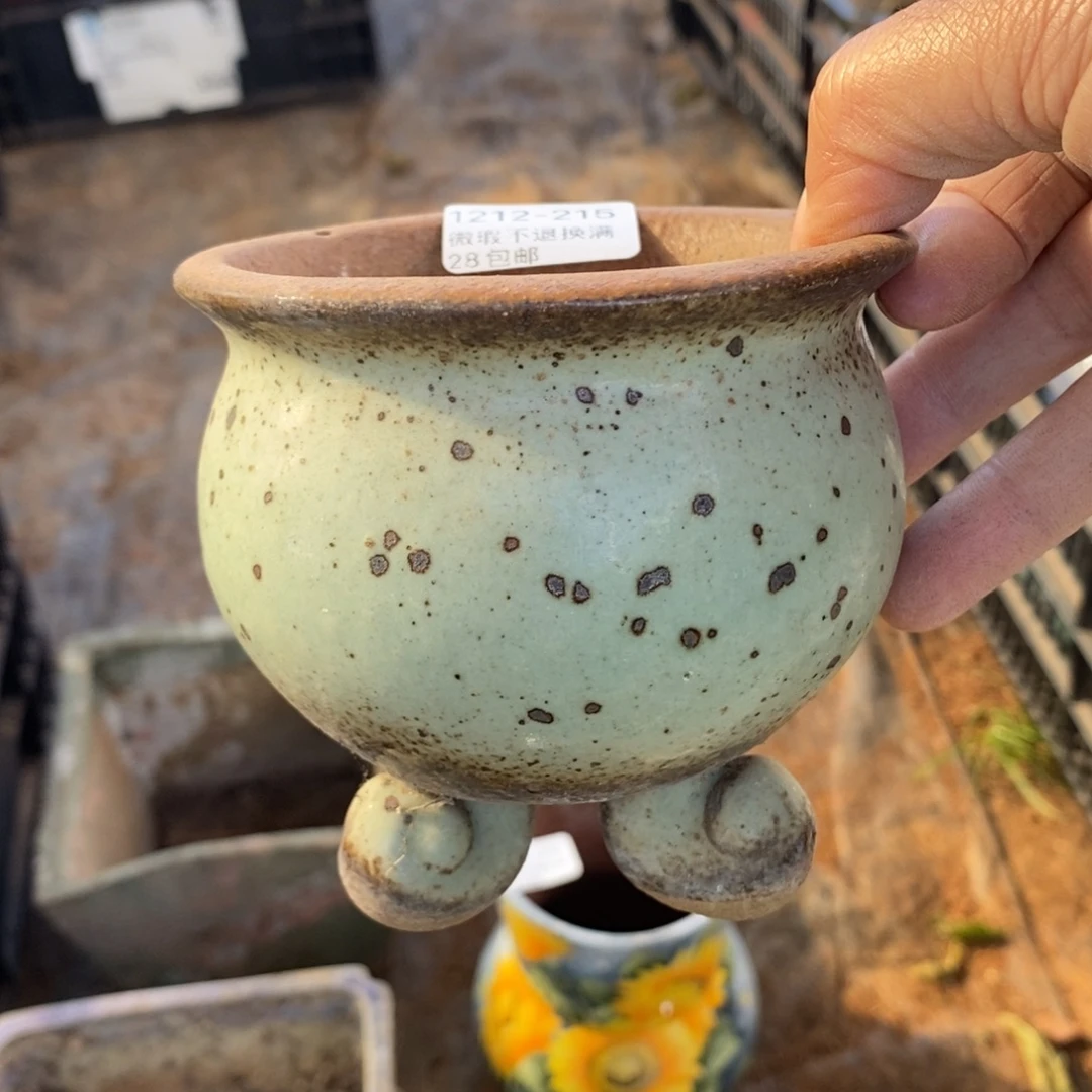 215号多肉盆口径8！t5