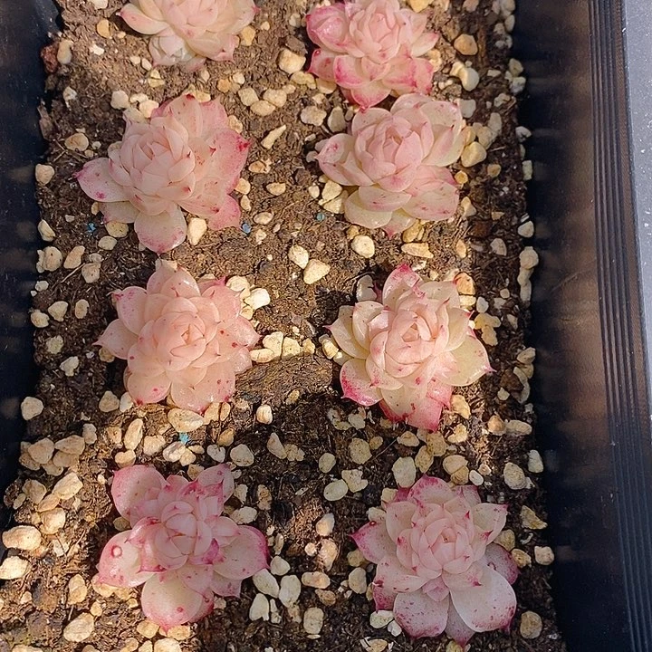 384 多肉植物盆栽花卉植物