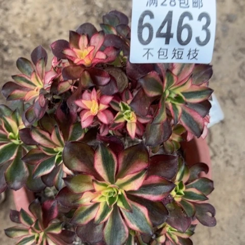 6463魅影有砍多肉植物