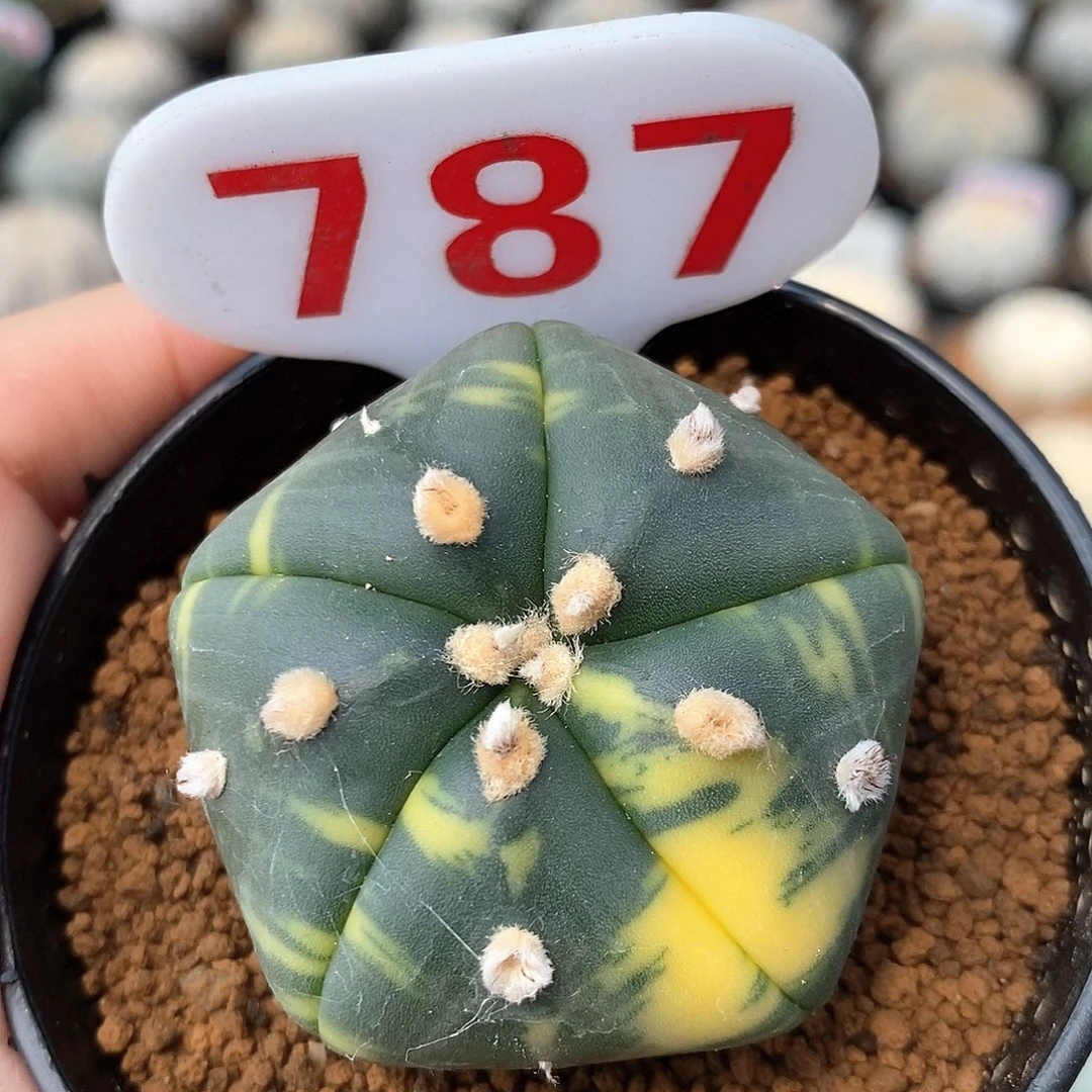 787五愣兜锦系列的