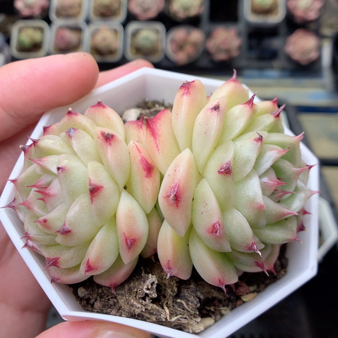 W56 ，20包邮两天凑单偏远不发货