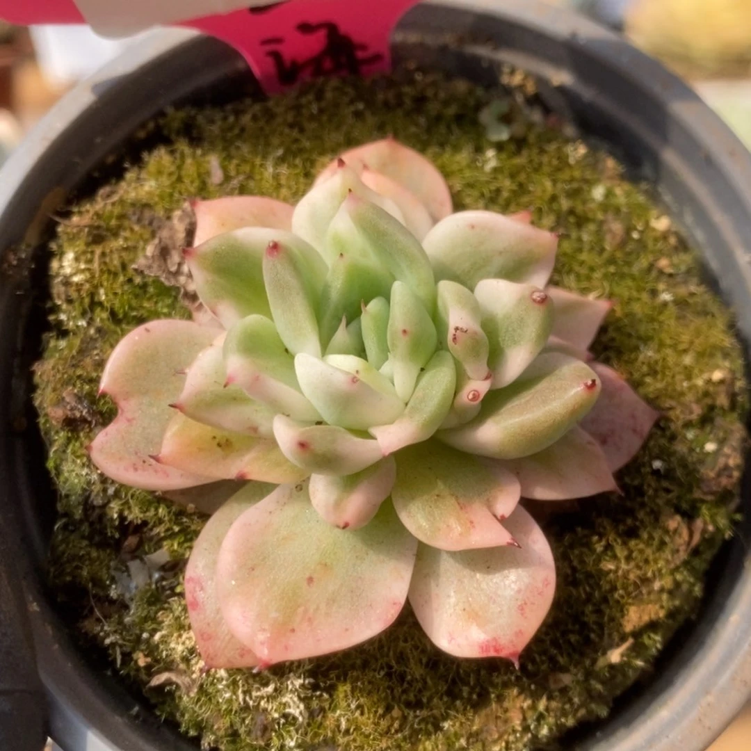 514东云杂锦锦锦锦锦锦