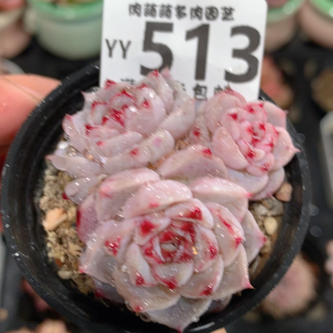 5CM拇指盆精控多肉YY513