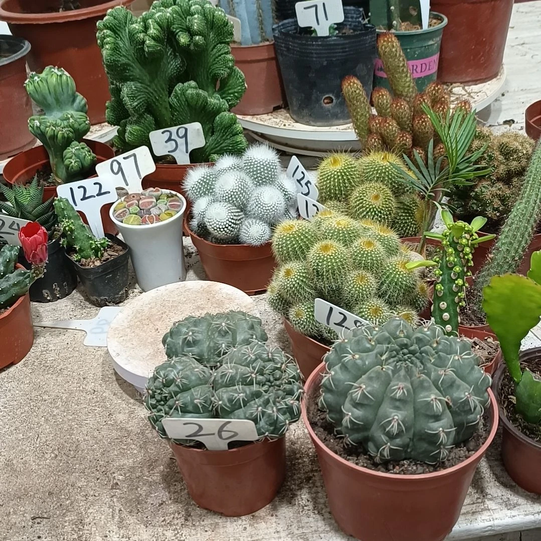 绯花玉两盆     35元