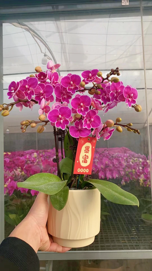 【红豆】(红色系)颜色喜庆好看桌面花型蝴蝶兰