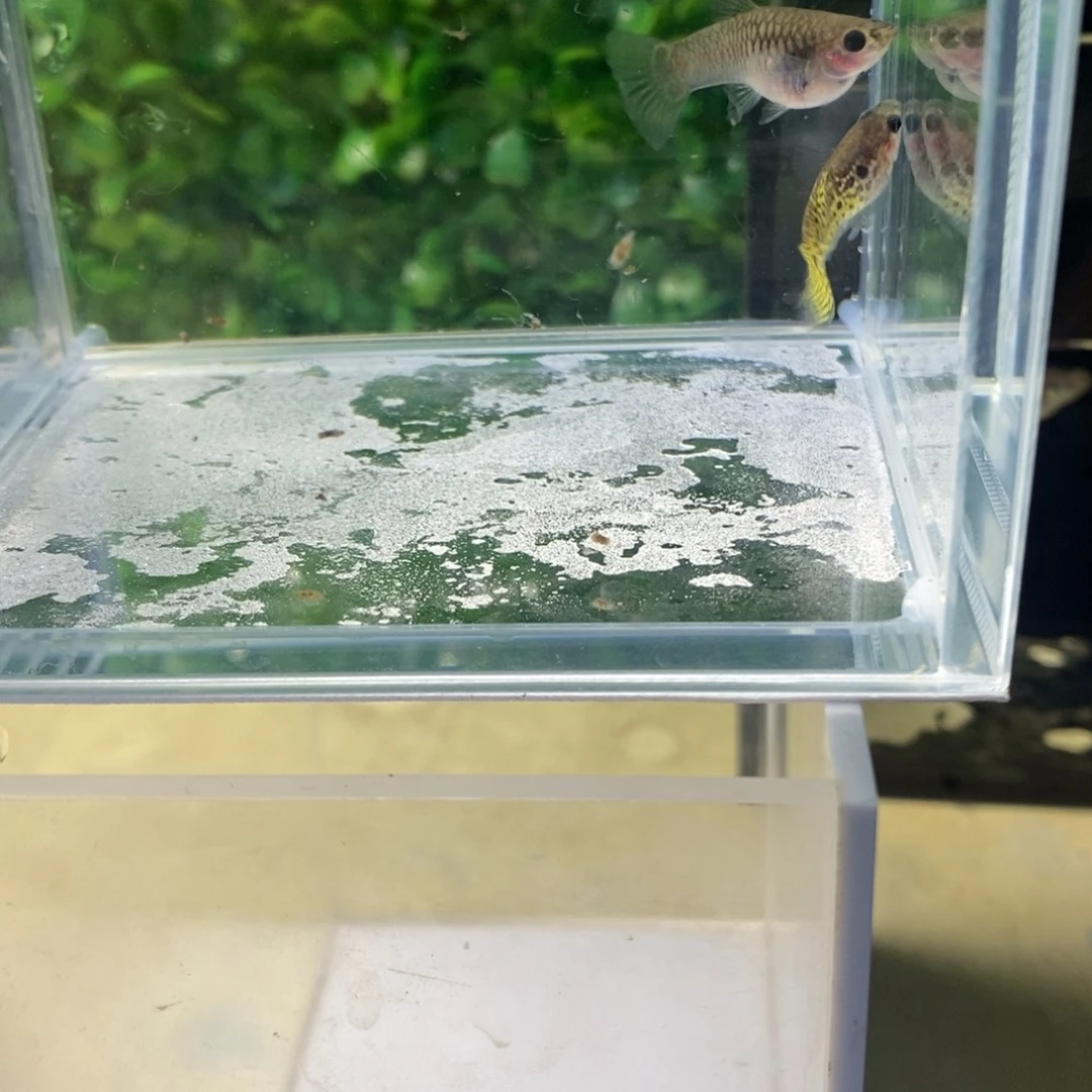 孔雀鱼黑金蕾丝三条