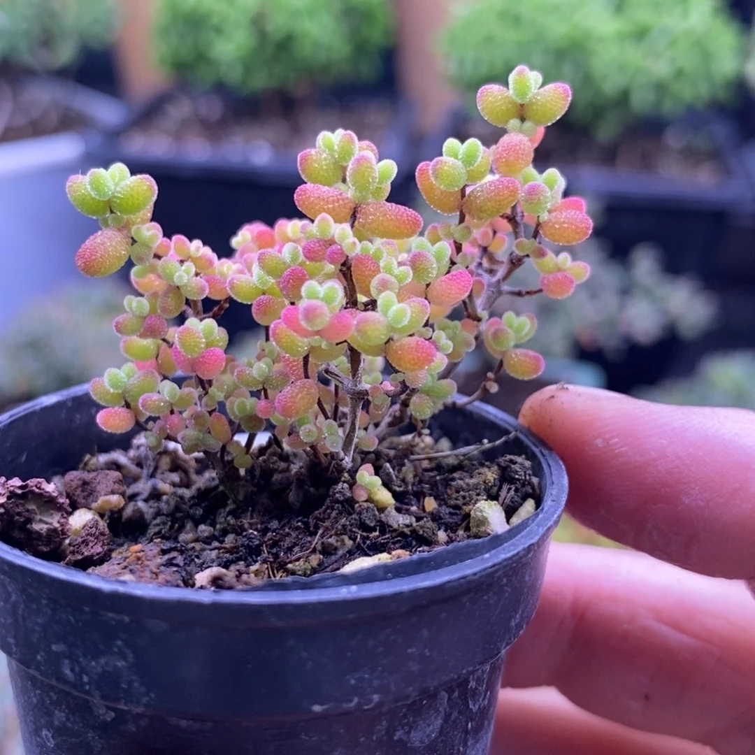 小**.501蜜桔糖球。