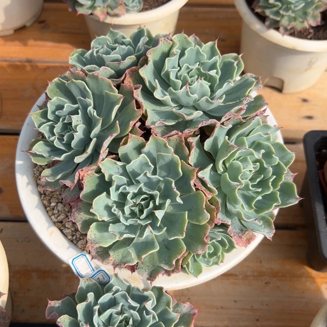 多肉植物老桩海啸