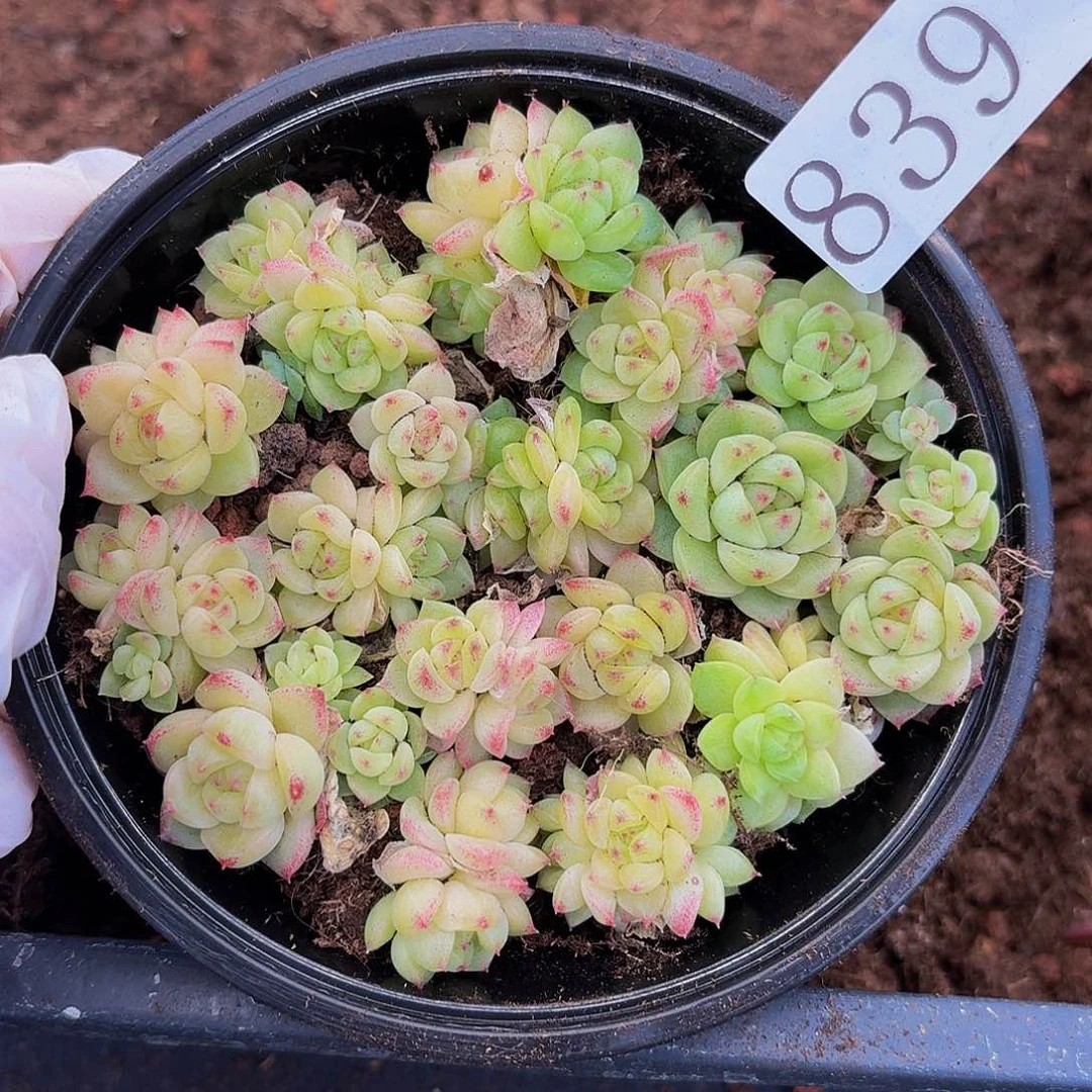 多肉植物多肉植物839