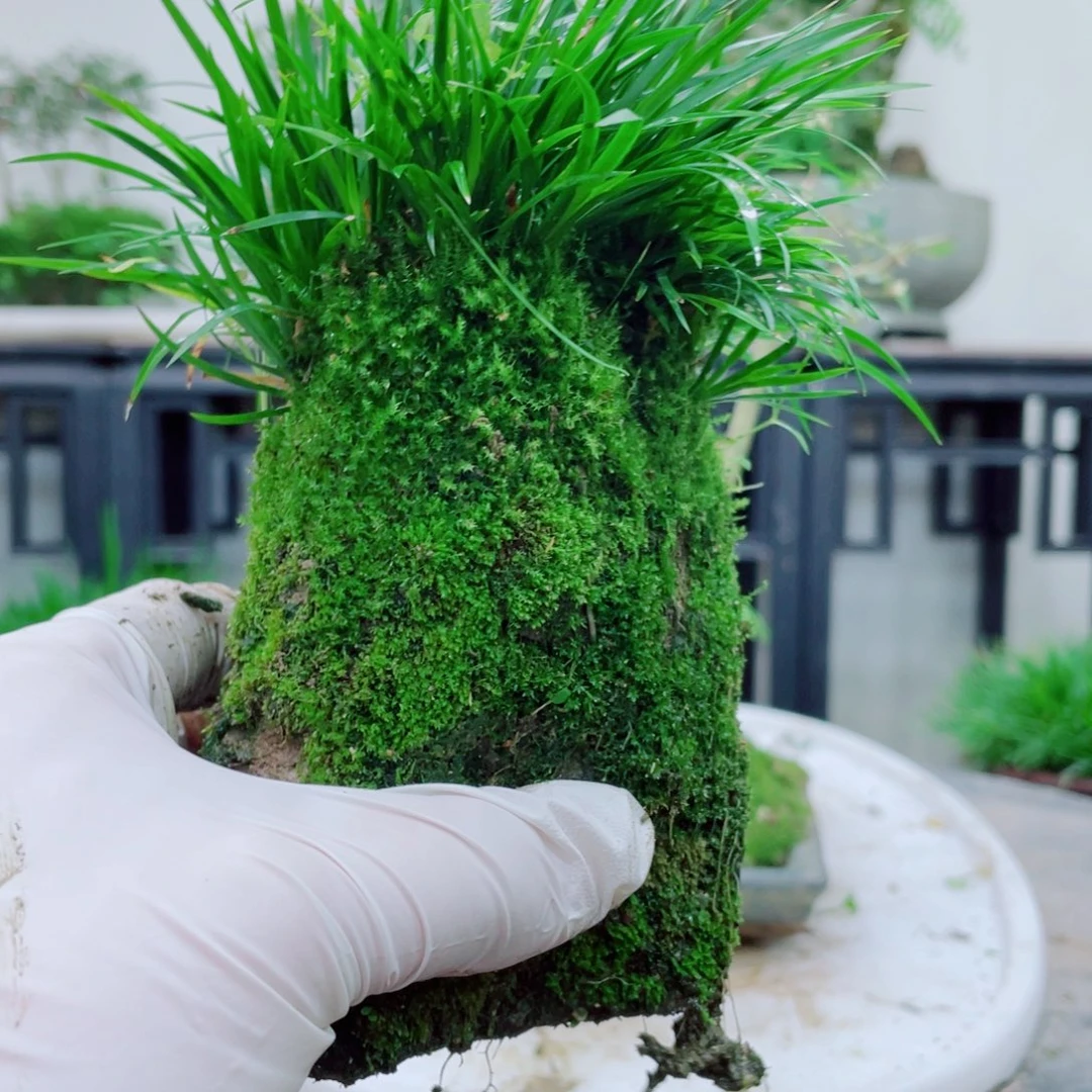 无铅玻璃林*李铁线蕨铁线蕨铁线蕨